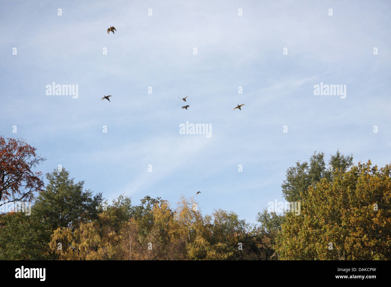 Les faisans sur du bois en premier plan avec les oiseaux dans un bleu , vol vers une ligne de tir, ayant été chassés. Banque D'Images