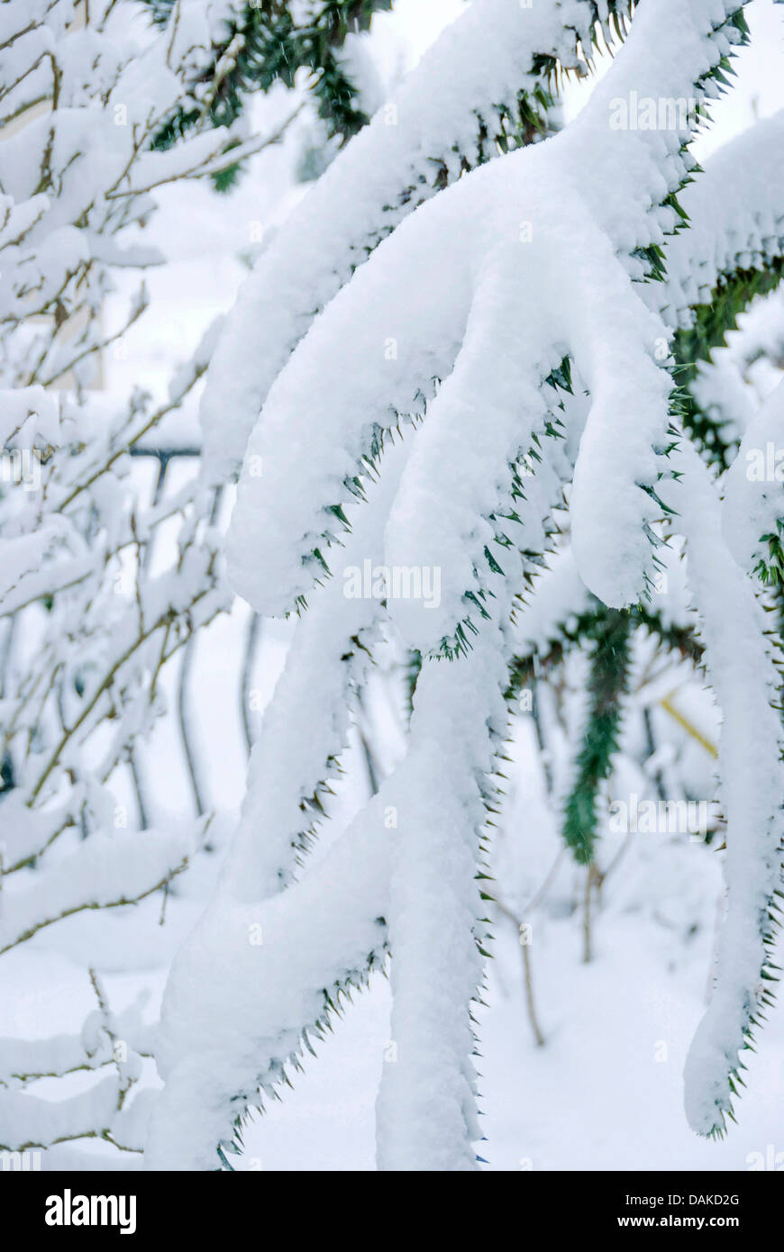 Pin du Chili (Araucaria araucana), snow-covered branches Banque D'Images