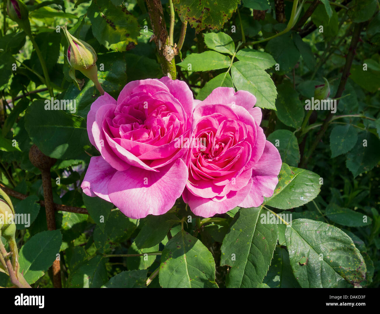 Rose Rose Roses Banque D'Images