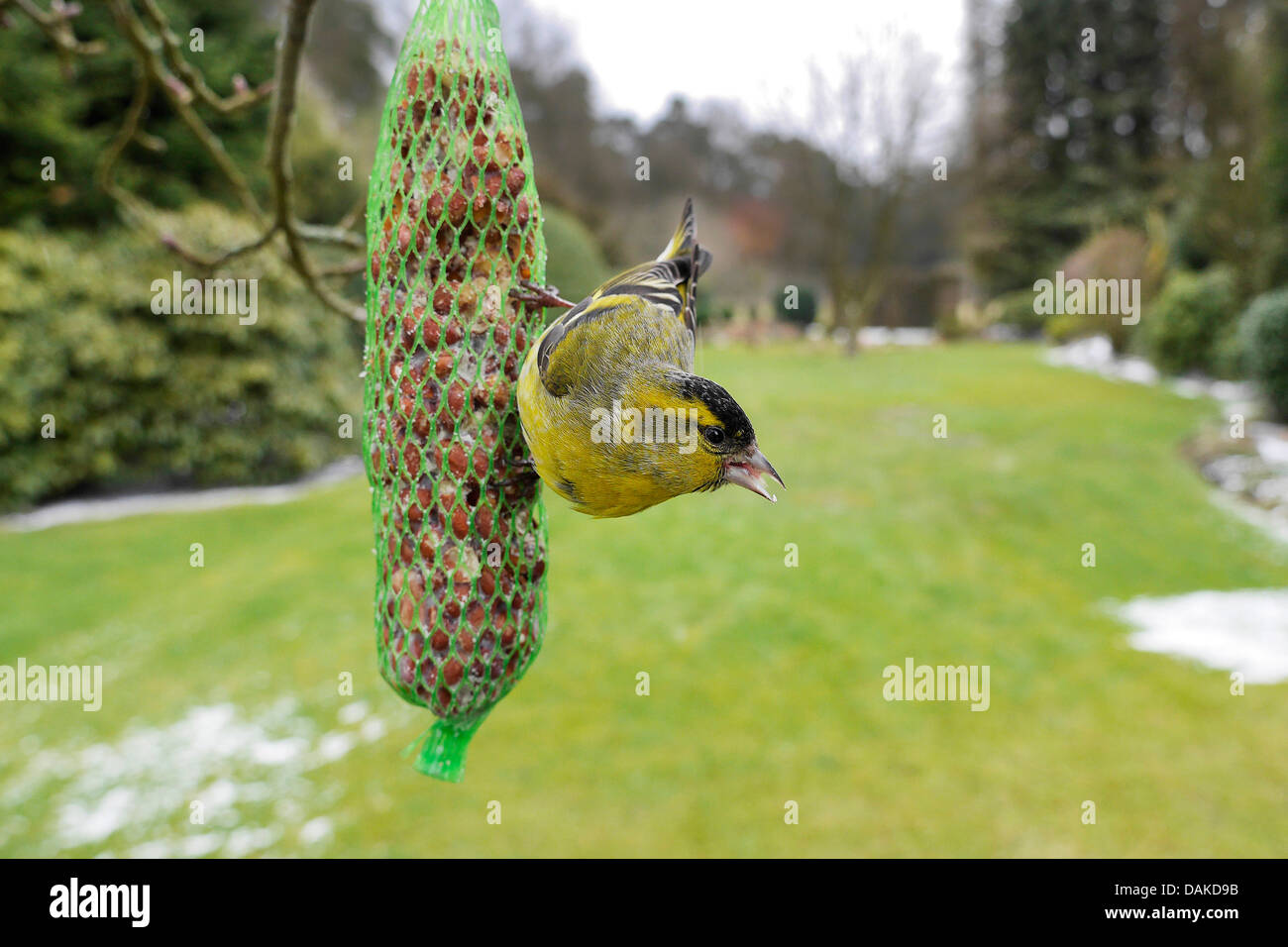 Siskin Carduelis spinus (épinette), à un petit sac avec des cacahuètes dans le jardin, en Allemagne, en Rhénanie du Nord-Westphalie Banque D'Images