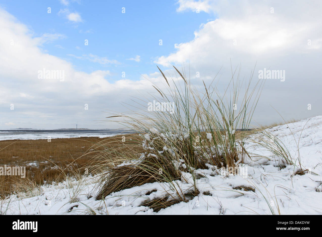Plage de l'herbe, d'oyats européenne, l'ammophile, psamma, sable de mer-reed (Ammophila arenaria), dans la neige, Pays-Bas, Texel Banque D'Images