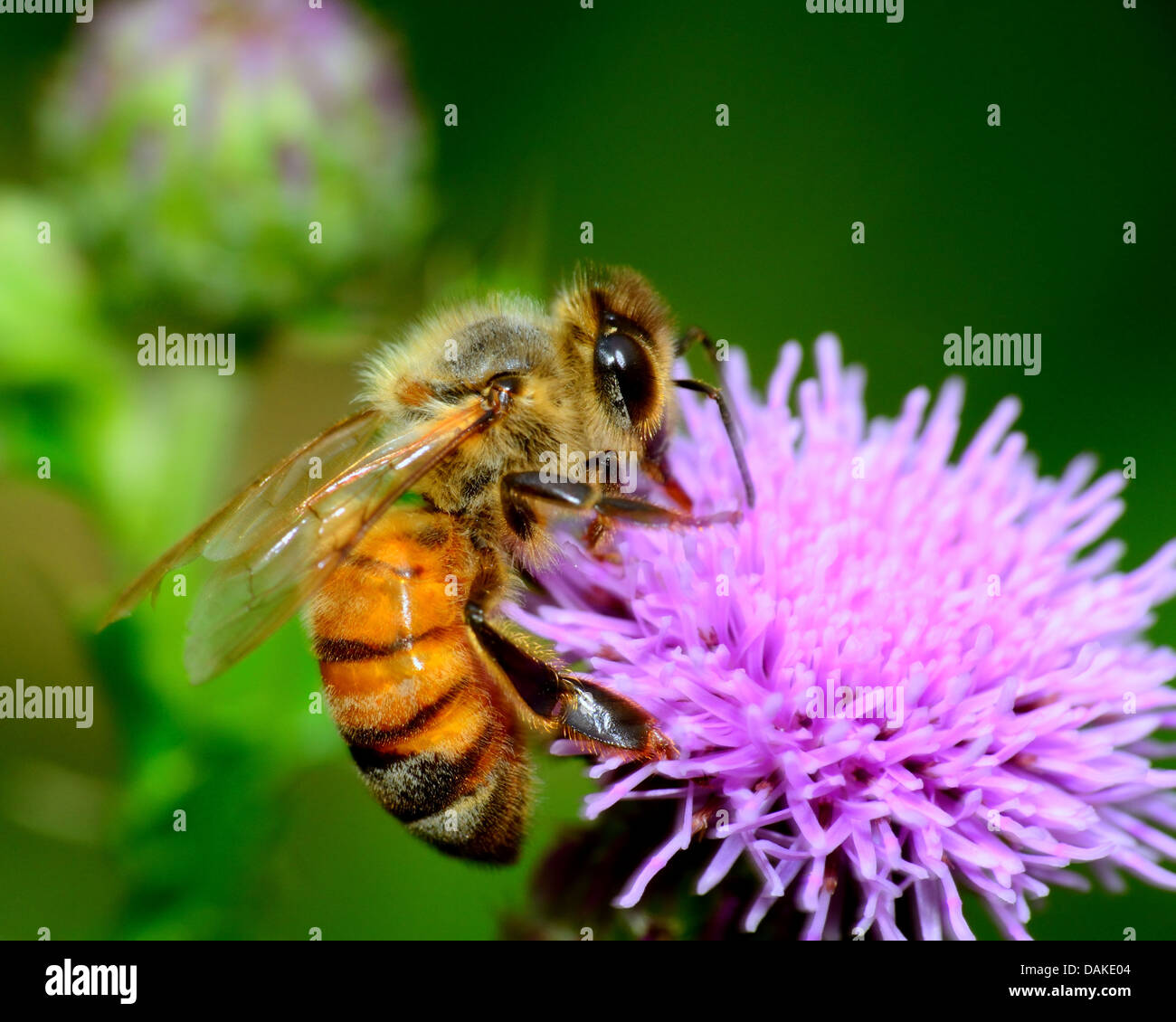 Abeille à miel la collecte du pollen d'une fleur. Banque D'Images