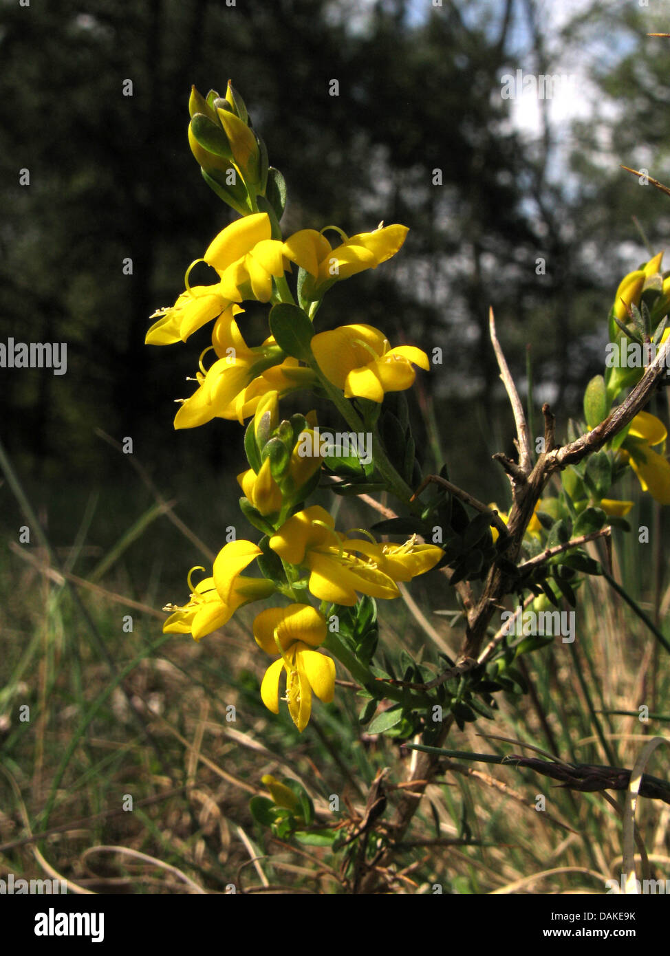 Whin petite aiguille, aiguille, Furze (Genista anglica WHIN), blooming, Allemagne Banque D'Images