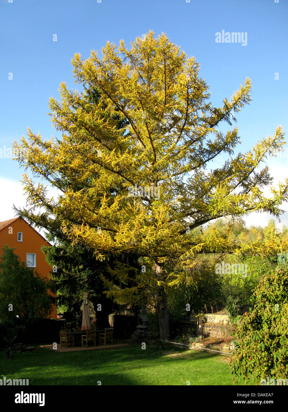 Mélèze (Larix kaempferi japonais), seul arbre en automne, Allemagne Banque D'Images
