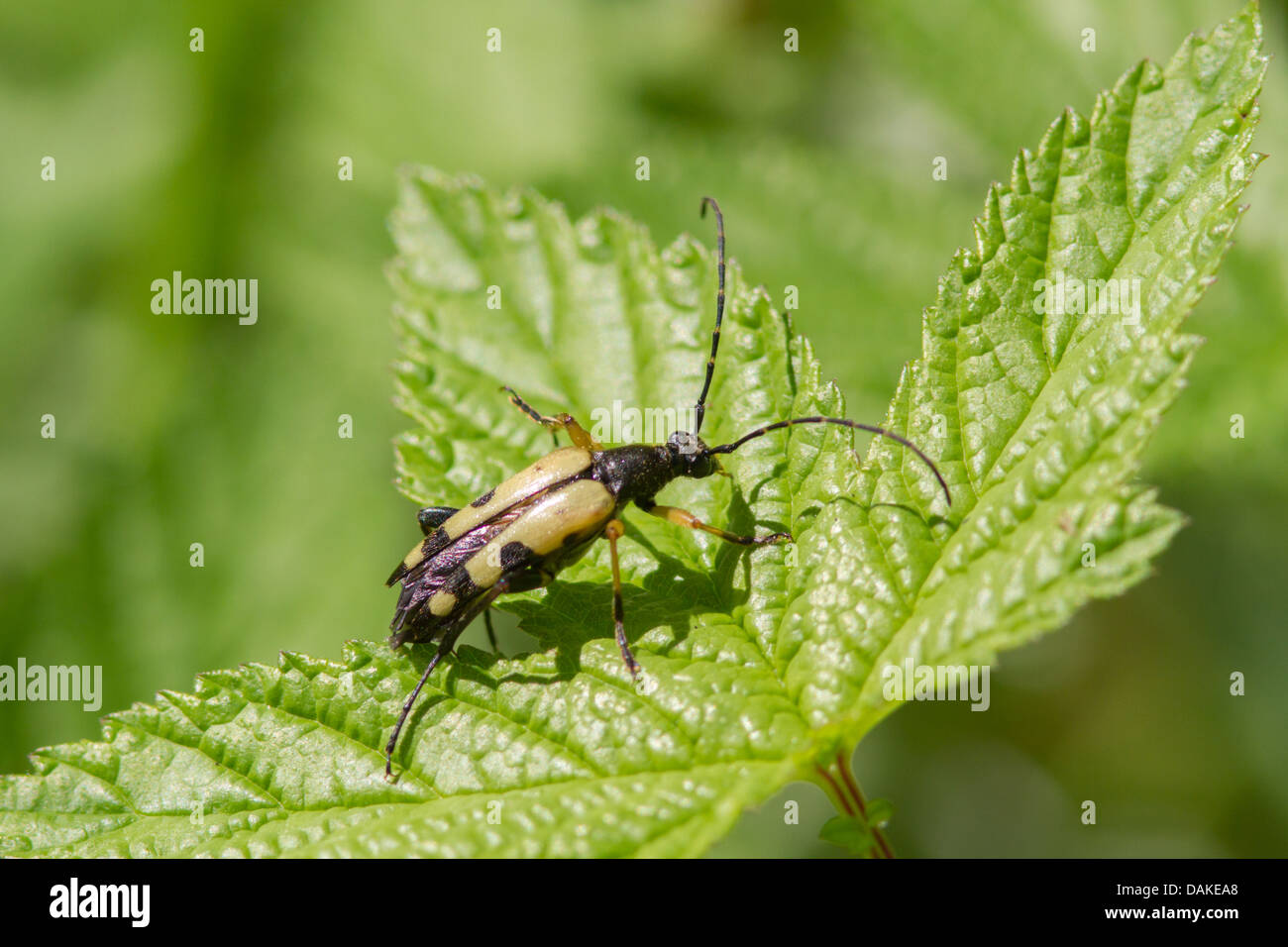 Longhorn beetle (rutpela maculata) Banque D'Images