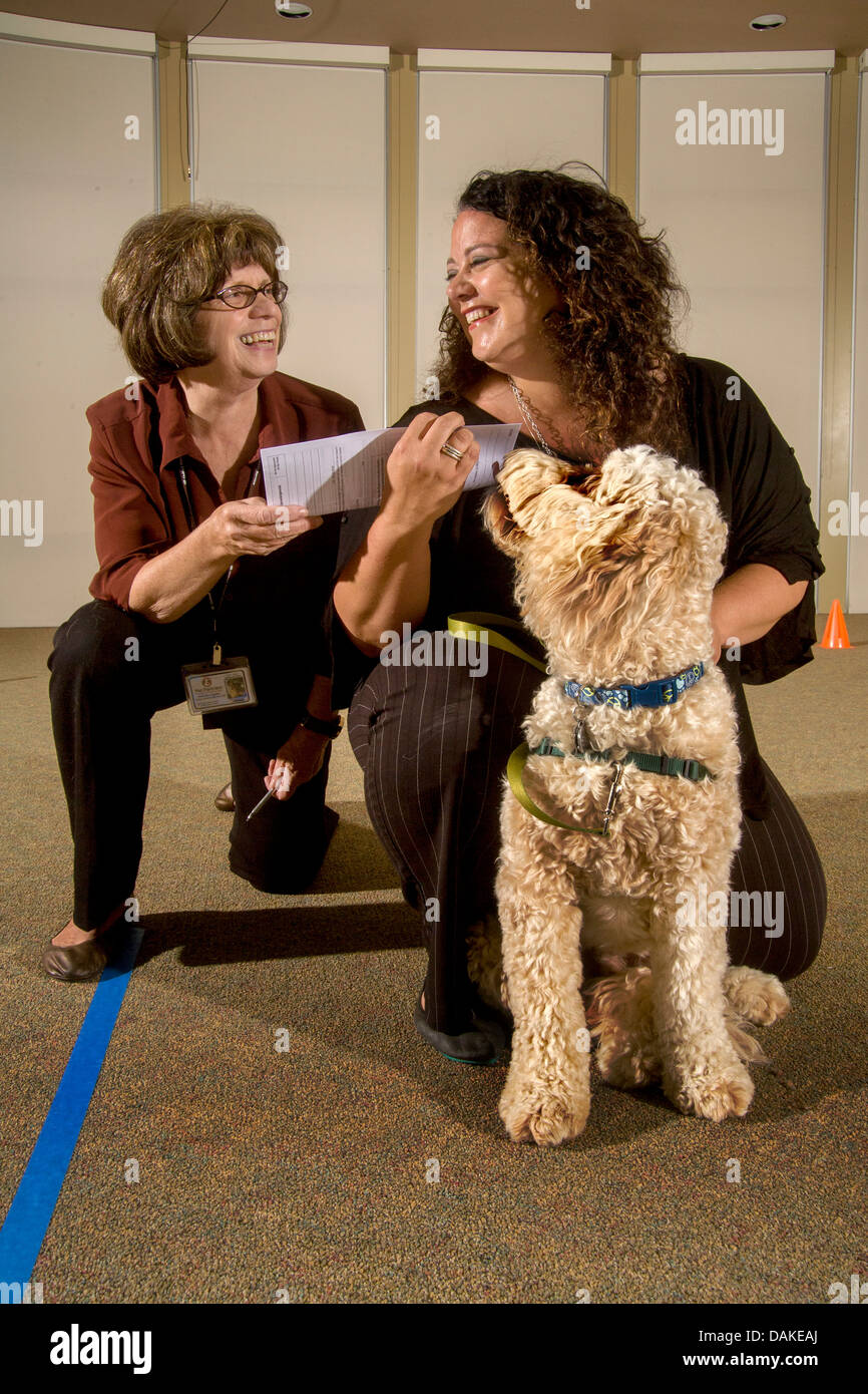 Un inspecteur officiel awards un chien un diplôme pour passer l'évaluation comme une thérapie émotionnelle animal. Banque D'Images
