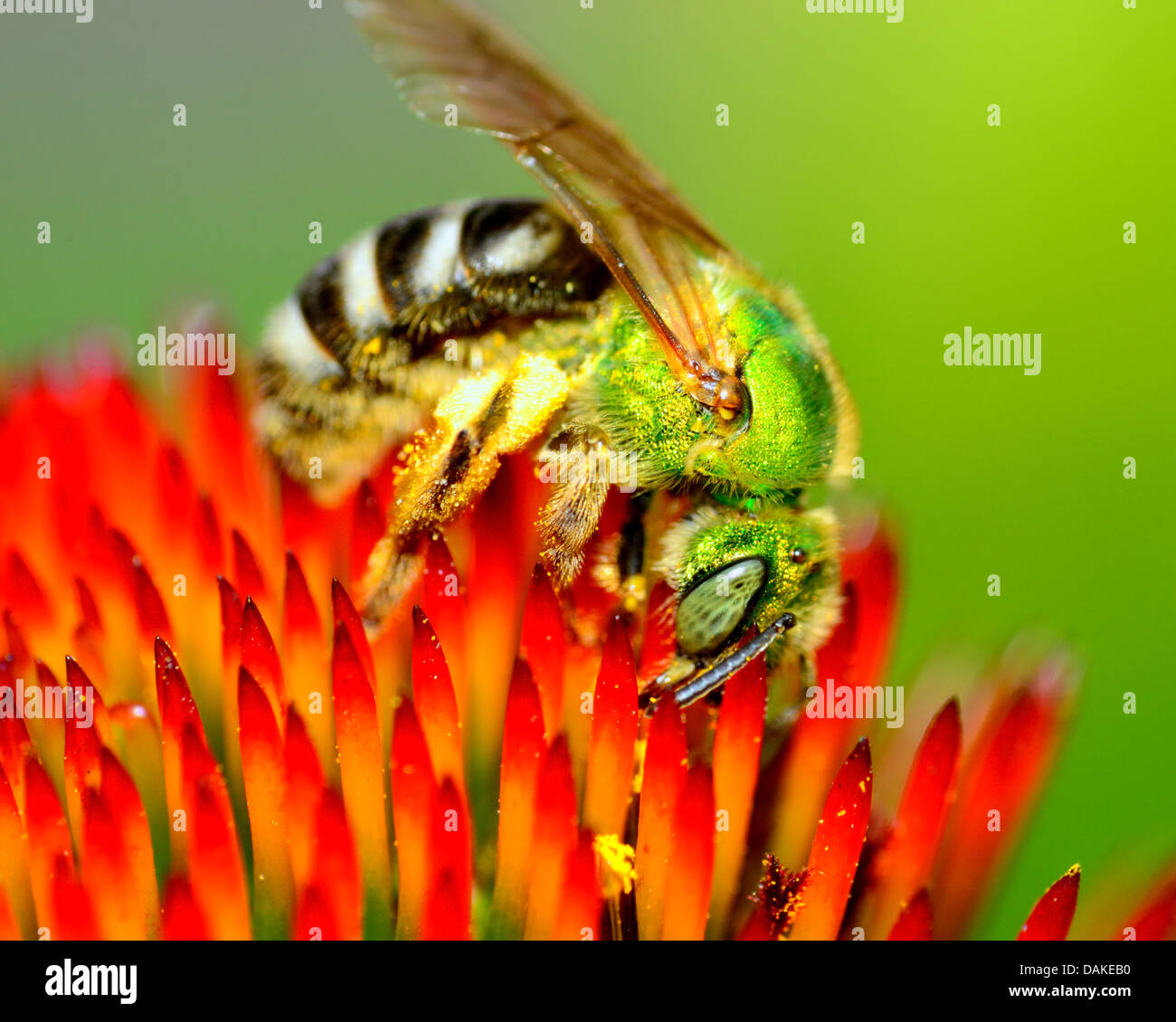 Abeille métallique vert perché sur une fleur la collecte du pollen. Banque D'Images