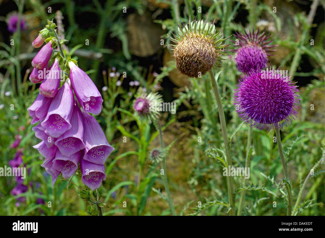 Le musc chardon, chardon penché (Carduus nutans), commun avec l'Allemagne, la digitale, Rhénanie du Nord-Westphalie, Rhénanie-Palatinat Banque D'Images