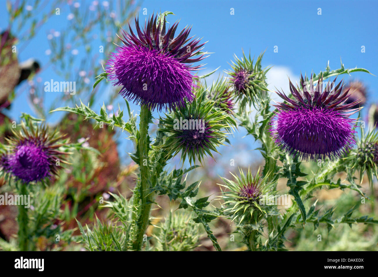 Le musc chardon, chardon penché (Carduus nutans), la floraison, l'Allemagne, Rhénanie du Nord-Westphalie Banque D'Images