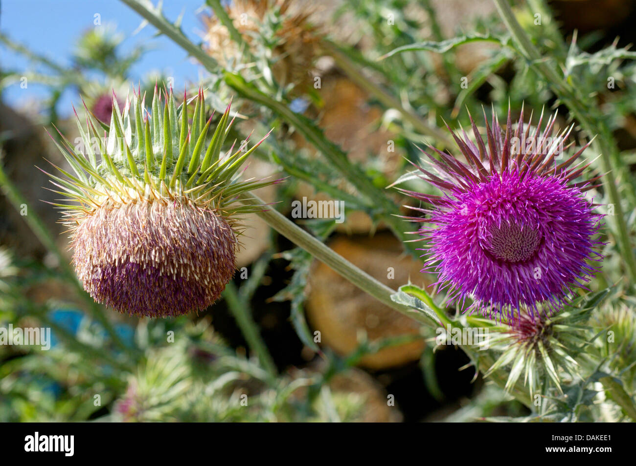 Le musc chardon, chardon penché (Carduus nutans), la floraison, l'Allemagne, Rhénanie du Nord-Westphalie Banque D'Images