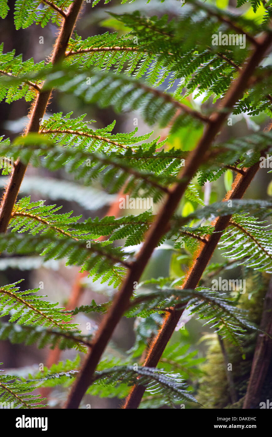 Détail d'une fougère arborescente dans les hautes terres de la Papouasie-Nouvelle-Guinée Banque D'Images