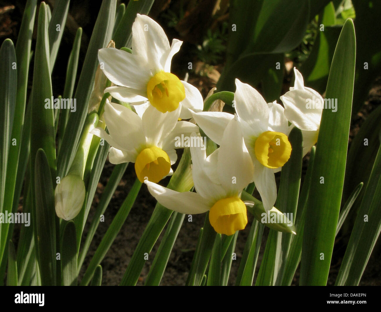 Jonquille, Narcissus tazetta (tazetta', 'Canaliculatus Canaliculatus, Narcissus tazetta Narcissus Canaliculatus', 'Narcissus Canaliculatus), fleurs Banque D'Images