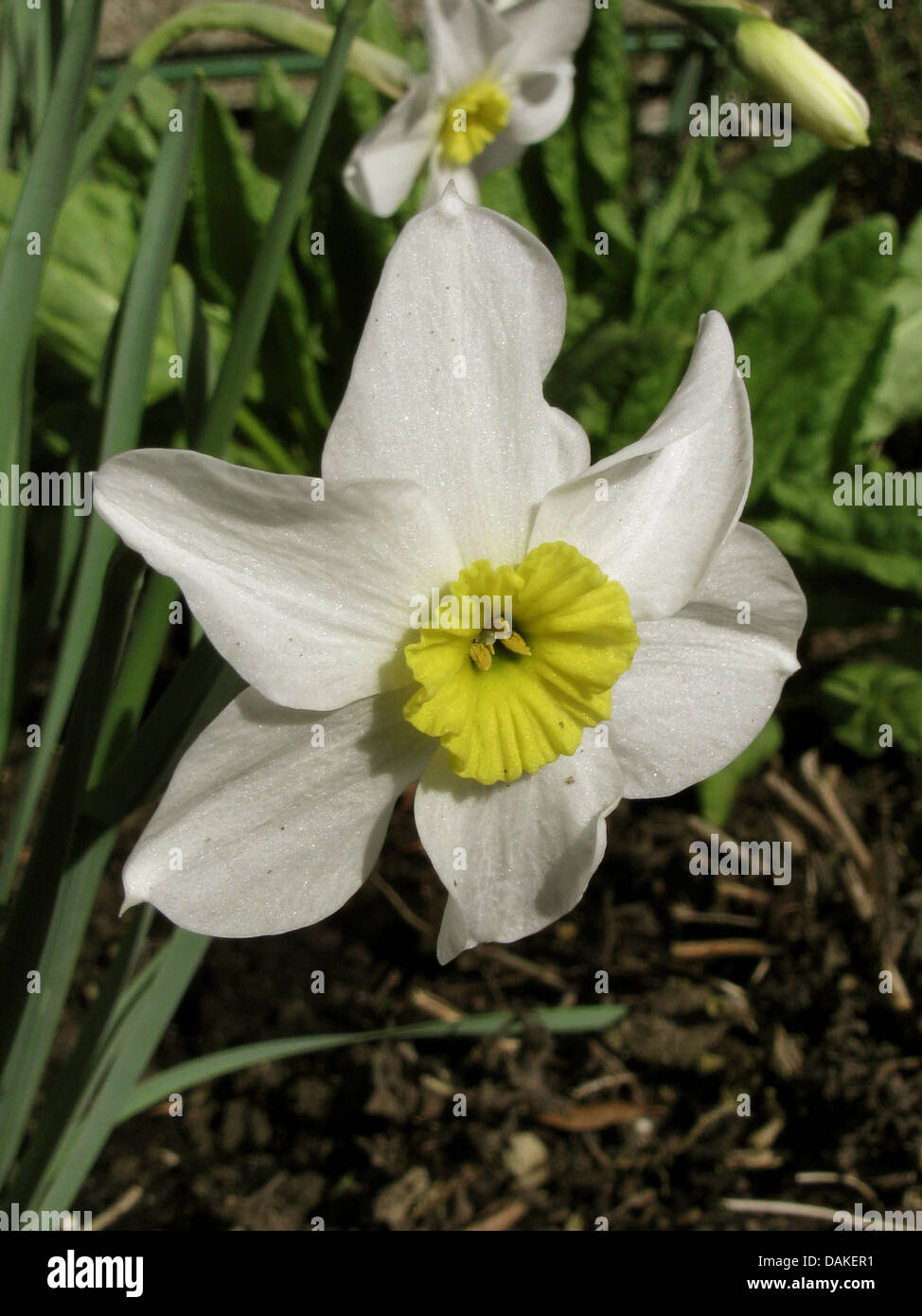 Jonquille (Narcissus tazetta, egovia «', Narcisse Segovia), fleurs du cultivar Segovia Banque D'Images