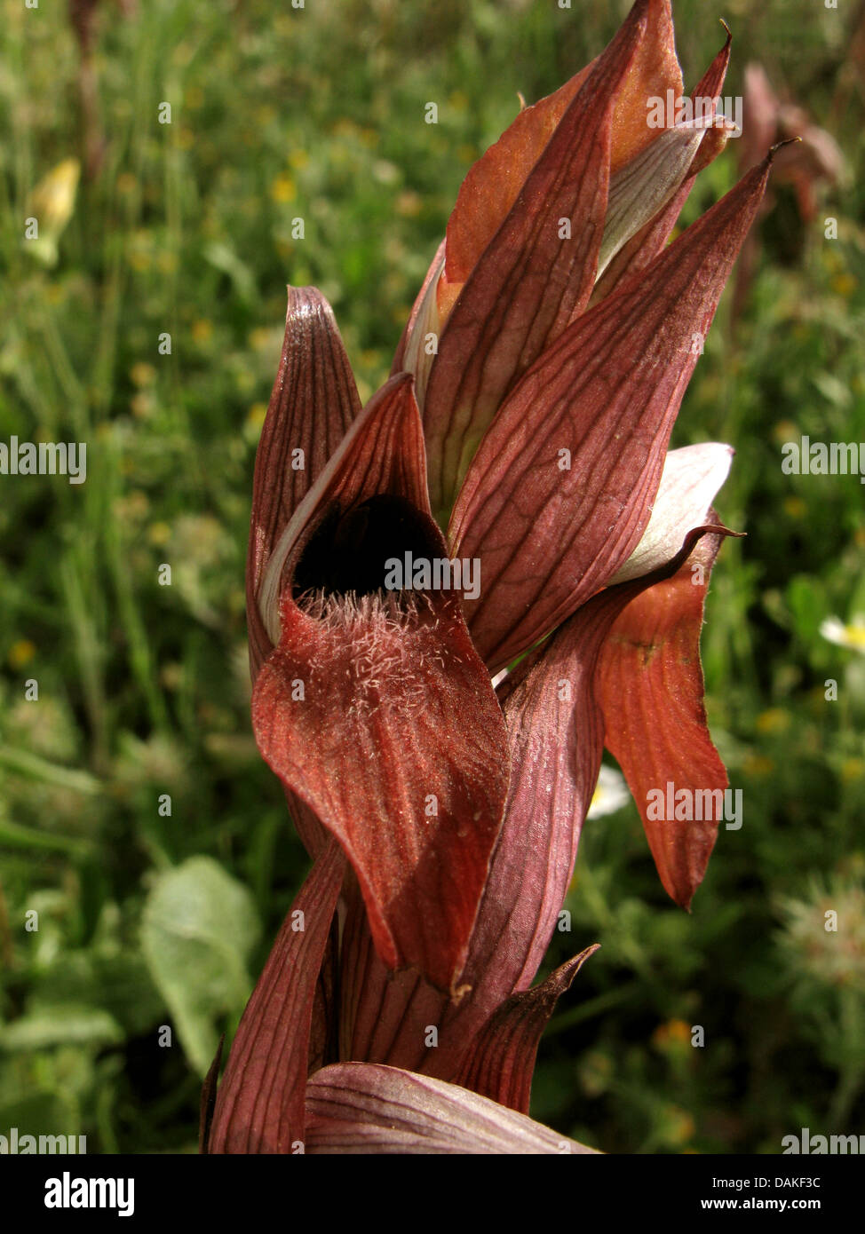 Lèvres longue serapias, charrue-partager serapias (Serapias vomeracea Serapias orientalis, ssp. orientalis), inflorescence, Grèce, Macédoine Banque D'Images