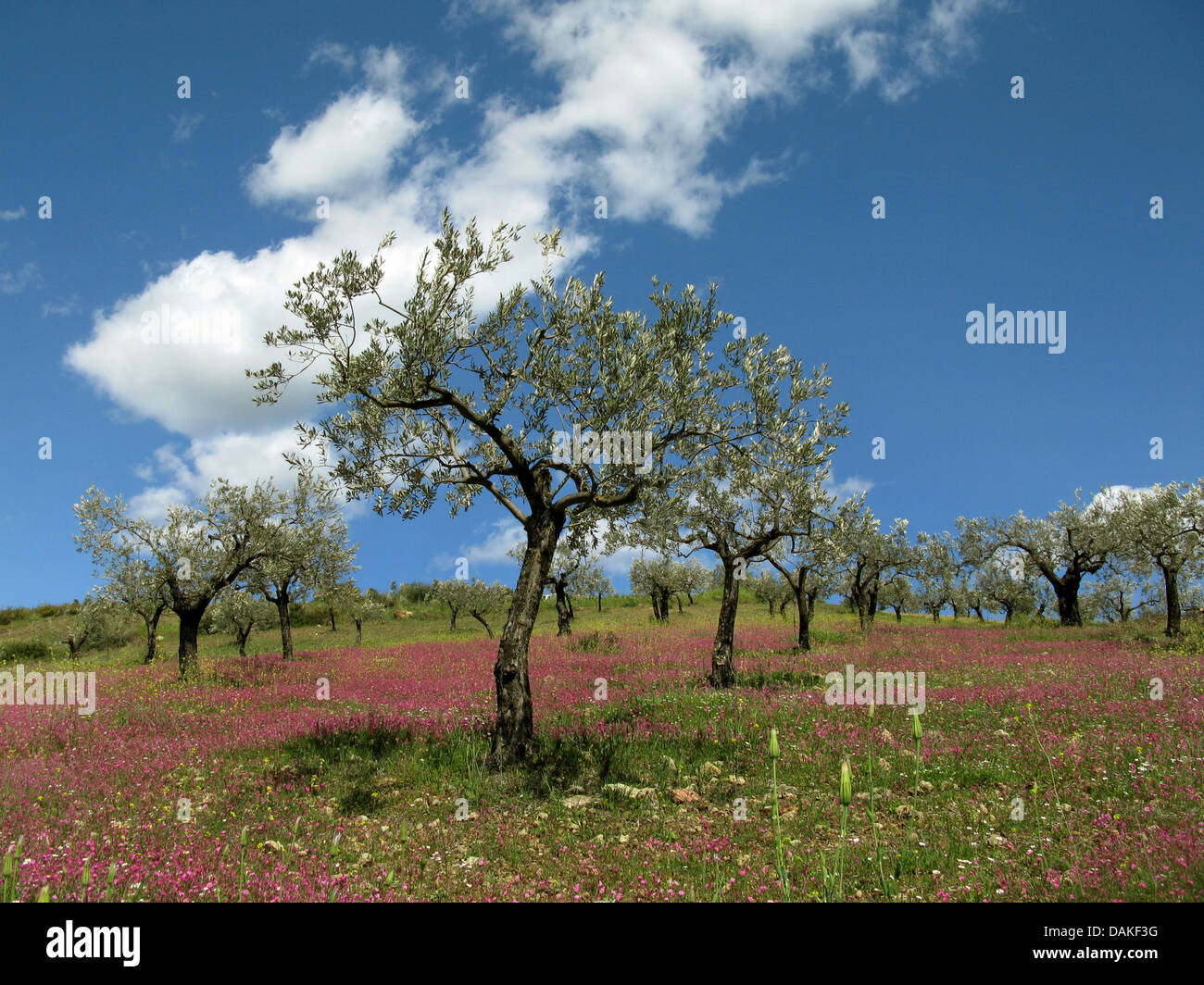 Olivier (Olea europaea ssp. sativa), l'oliveraie à floraison colorée printemps pré, Grèce, Macédoine Banque D'Images