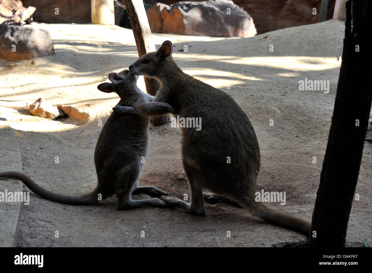 Le kangourou gris (Macropus giganteus), la mère avec les jeunes, de l'Australie Banque D'Images