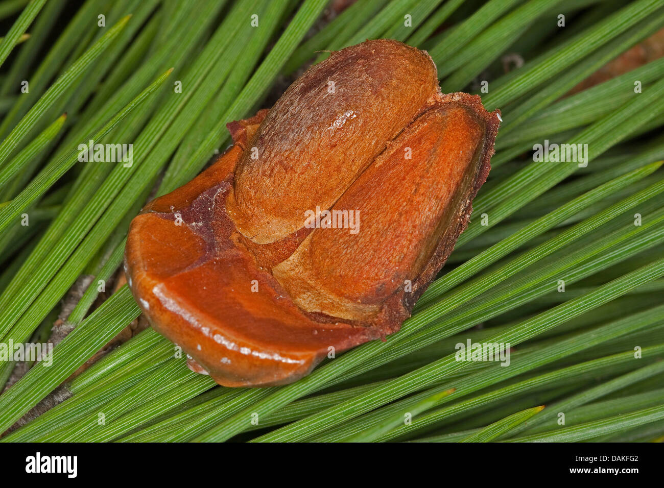 En pin cembro, italien, en pin pin parasol (Pinus pinea), les noix de pin sur un cône d' Banque D'Images