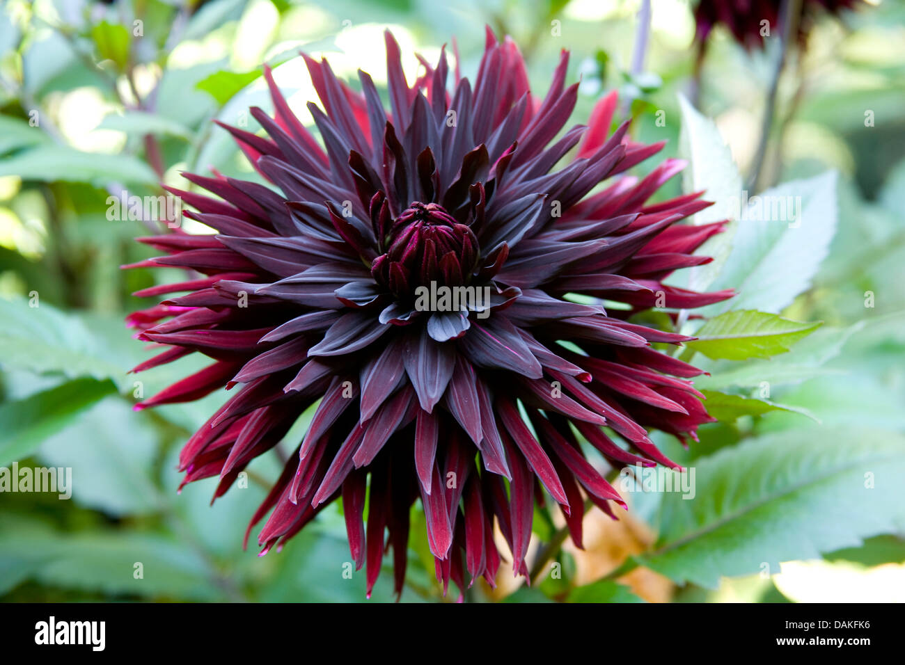 Georgina (Dahlia 'Black Jack', Dahlia Black Jack), le cultivar Black Jack Banque D'Images