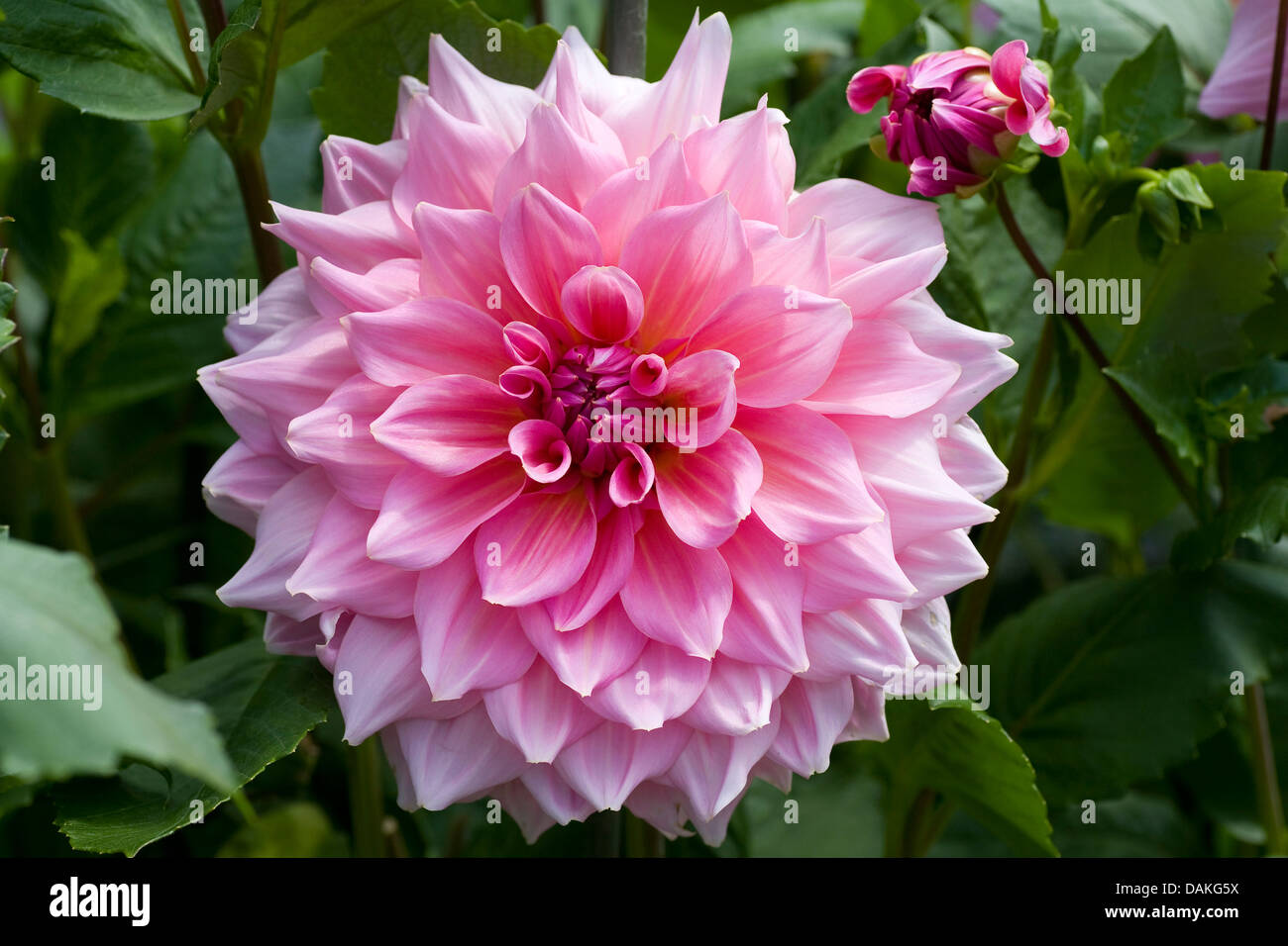 Georgina (Dahlia 'Otto's Thrill', Dahlia Otto's thrill), Otto's cultivar Thrill Banque D'Images