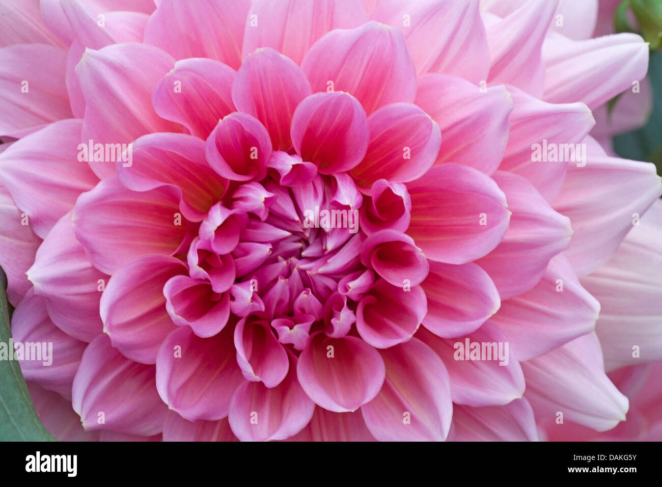 Georgina (Dahlia 'Otto's Thrill', Dahlia Otto's thrill), Otto's cultivar Thrill Banque D'Images