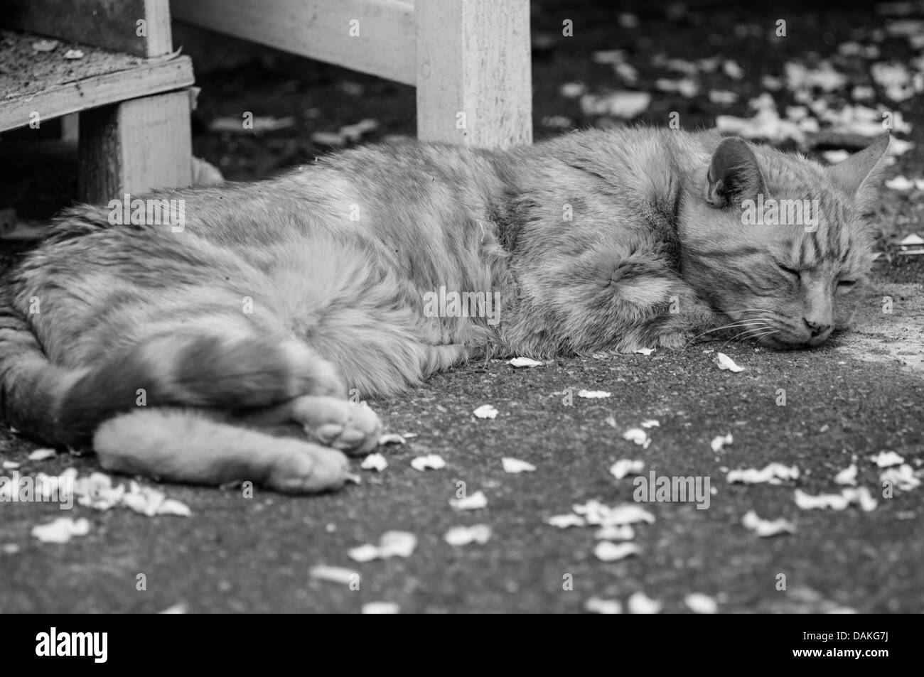 Photo en noir et blanc d'un chat de gingembre endormi entourée de pétales Banque D'Images