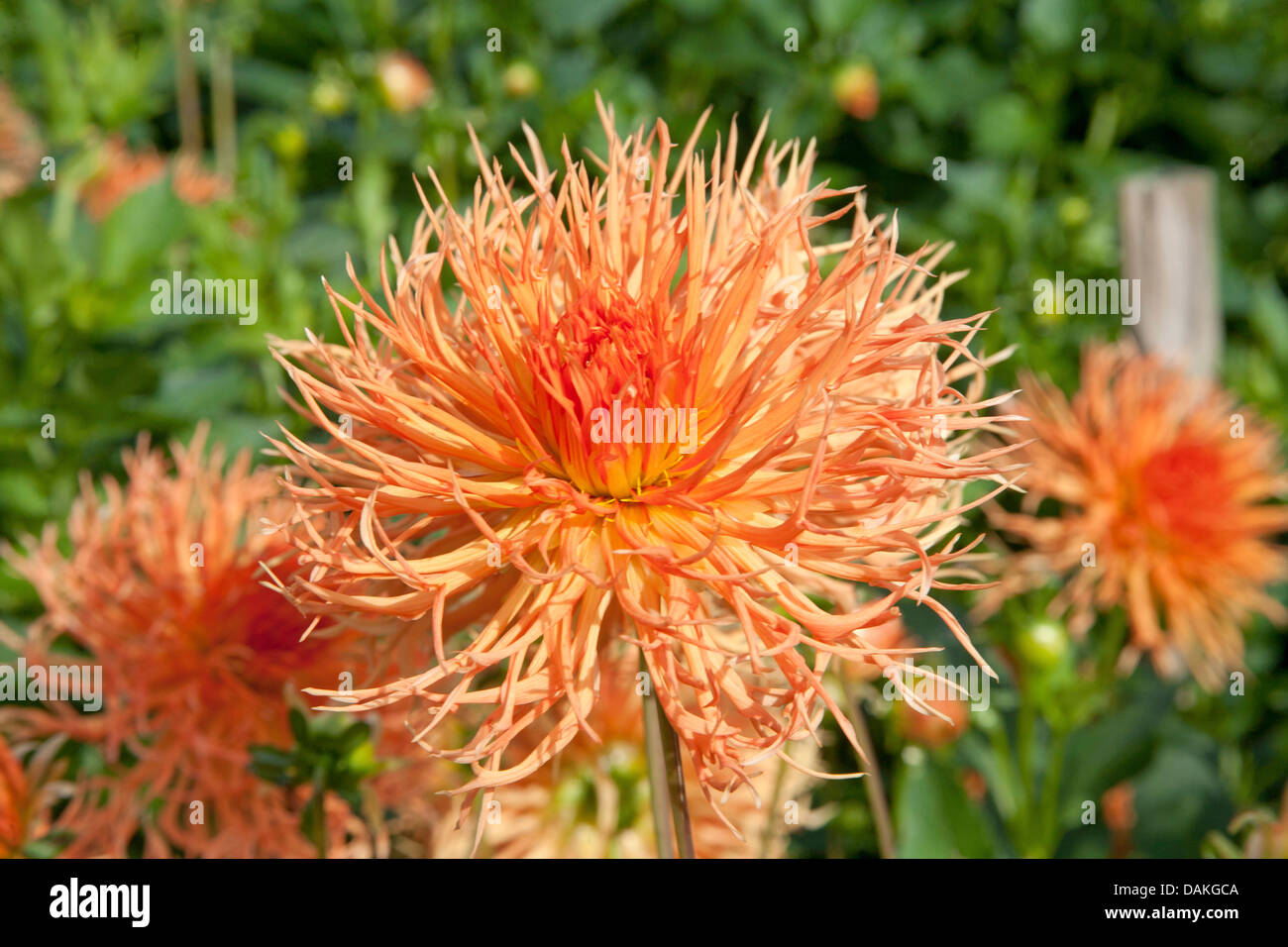 Georgina (truwwelpeter', 'SDahlia Dahlia Struwwelpeter), le cultivar Struwwelpeter Banque D'Images