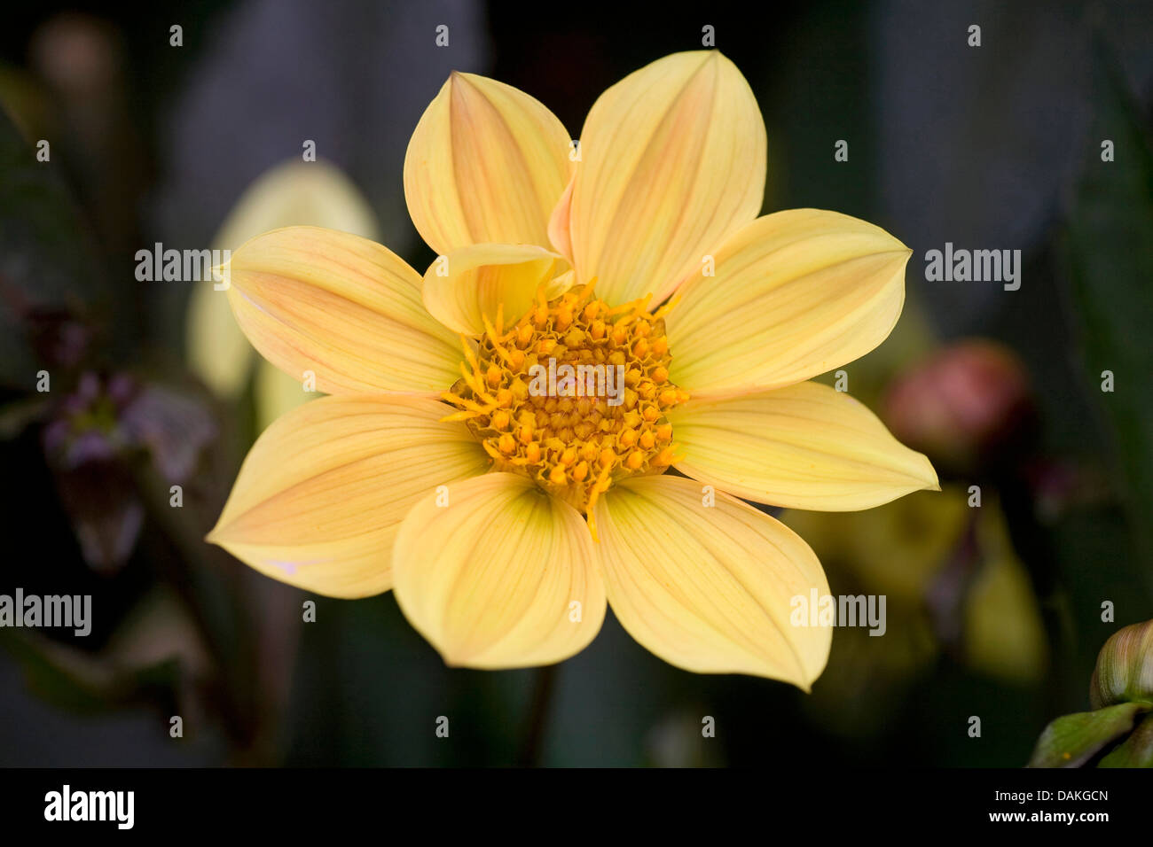 Georgina (Dahlia 'Summertime', Dahlia Summertime Summertime cultivar), Banque D'Images