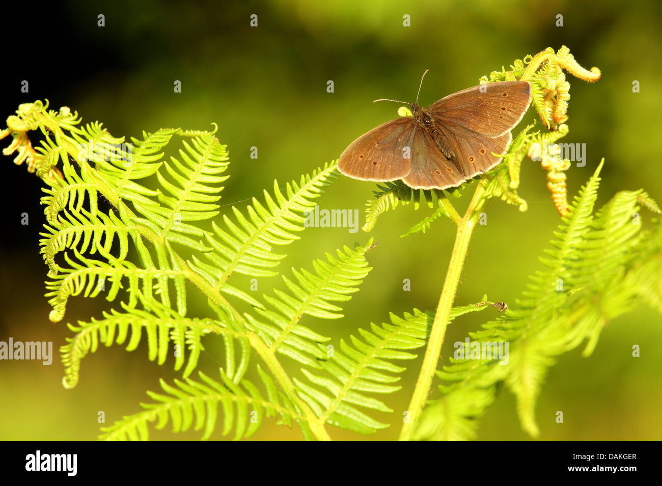Ringlet Butterfly Banque D'Images