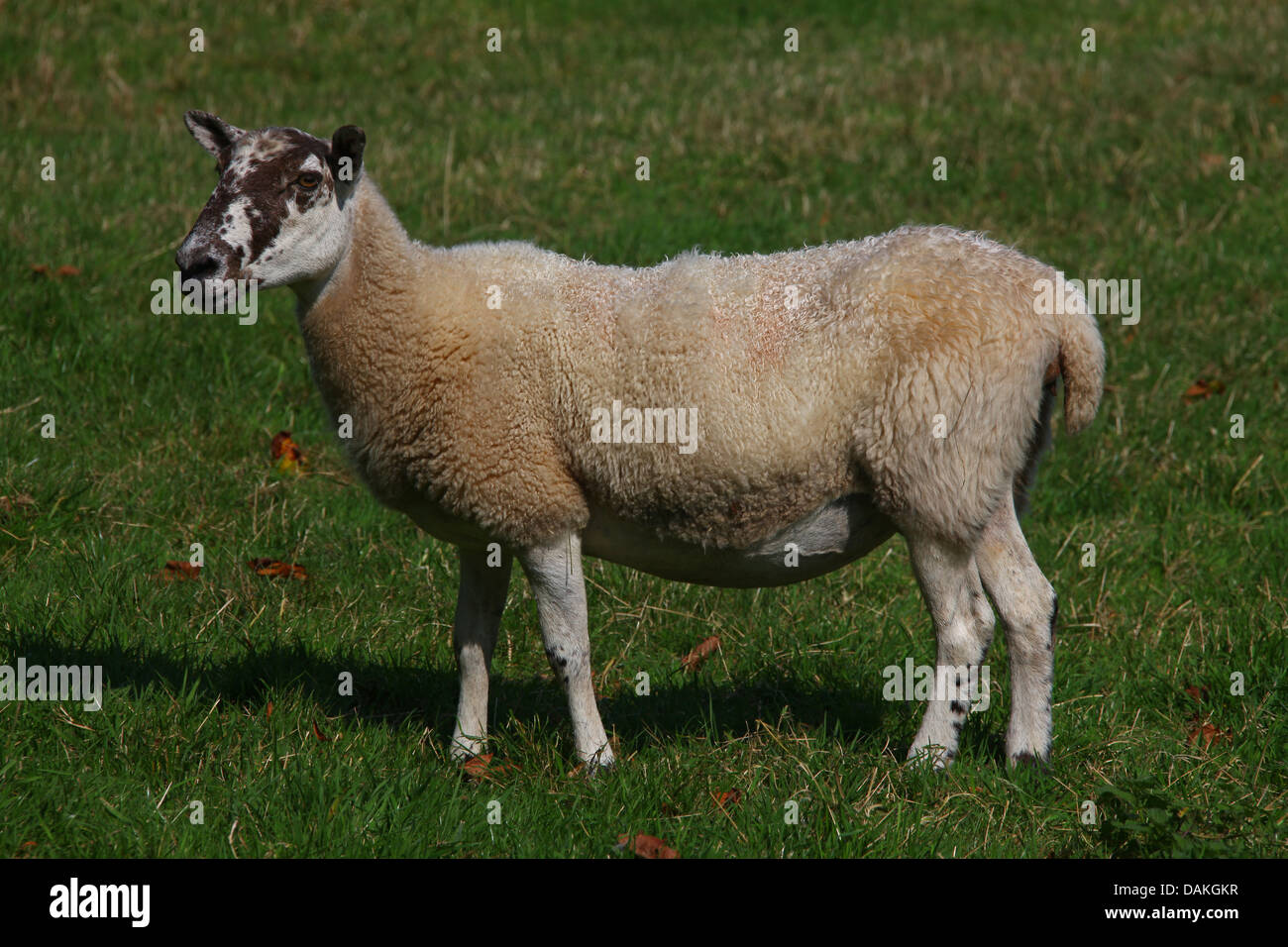 Le dirigeant d'une des moutons paissant dans un champ à la recherche sur avec curiosité. Banque D'Images