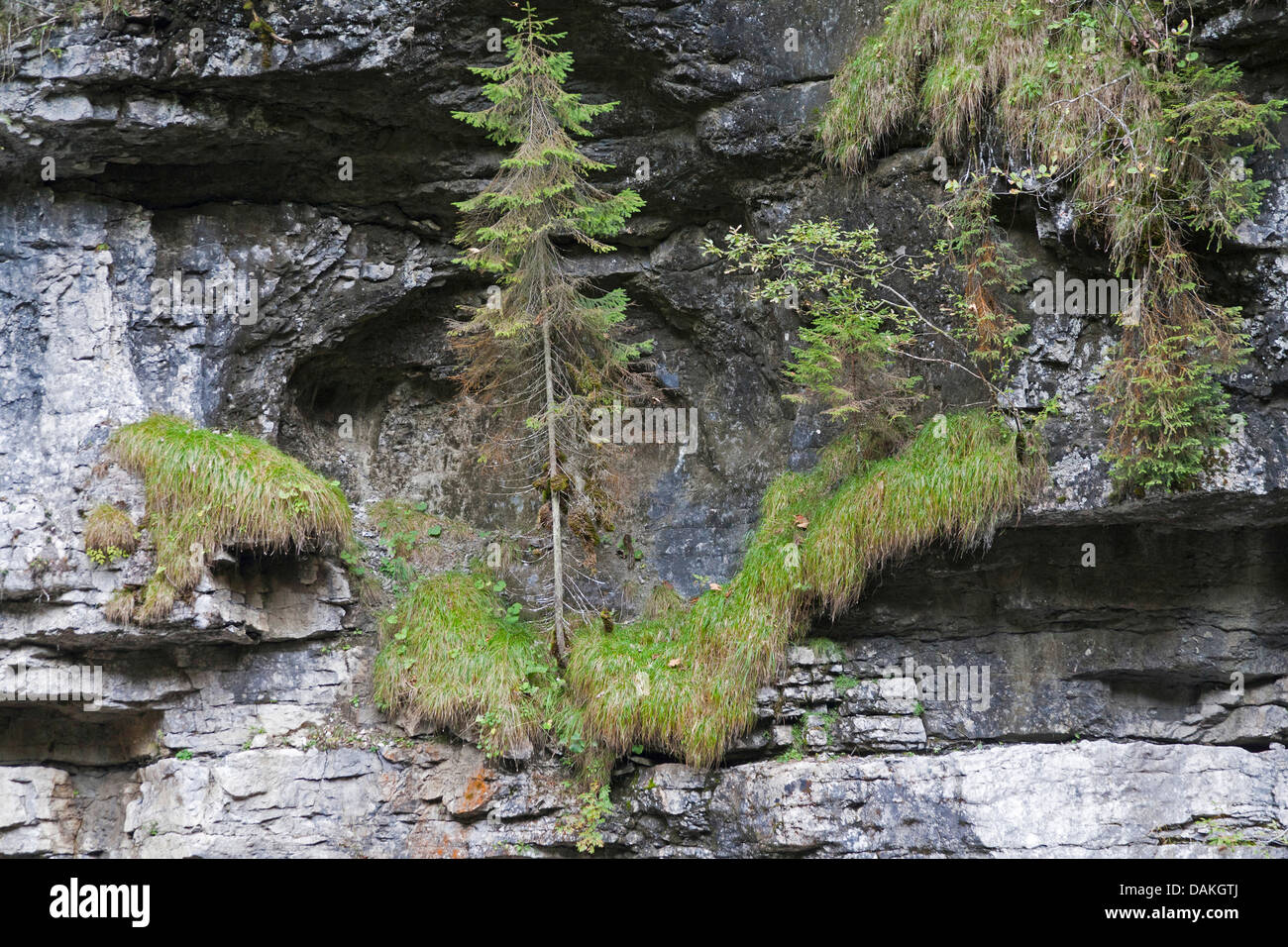 L'épinette de Norvège (Picea abies), croissant dans une paroi rocheuse de l'Breitachklamm de Kleinwalsertal, l'Allemagne, la Bavière Banque D'Images