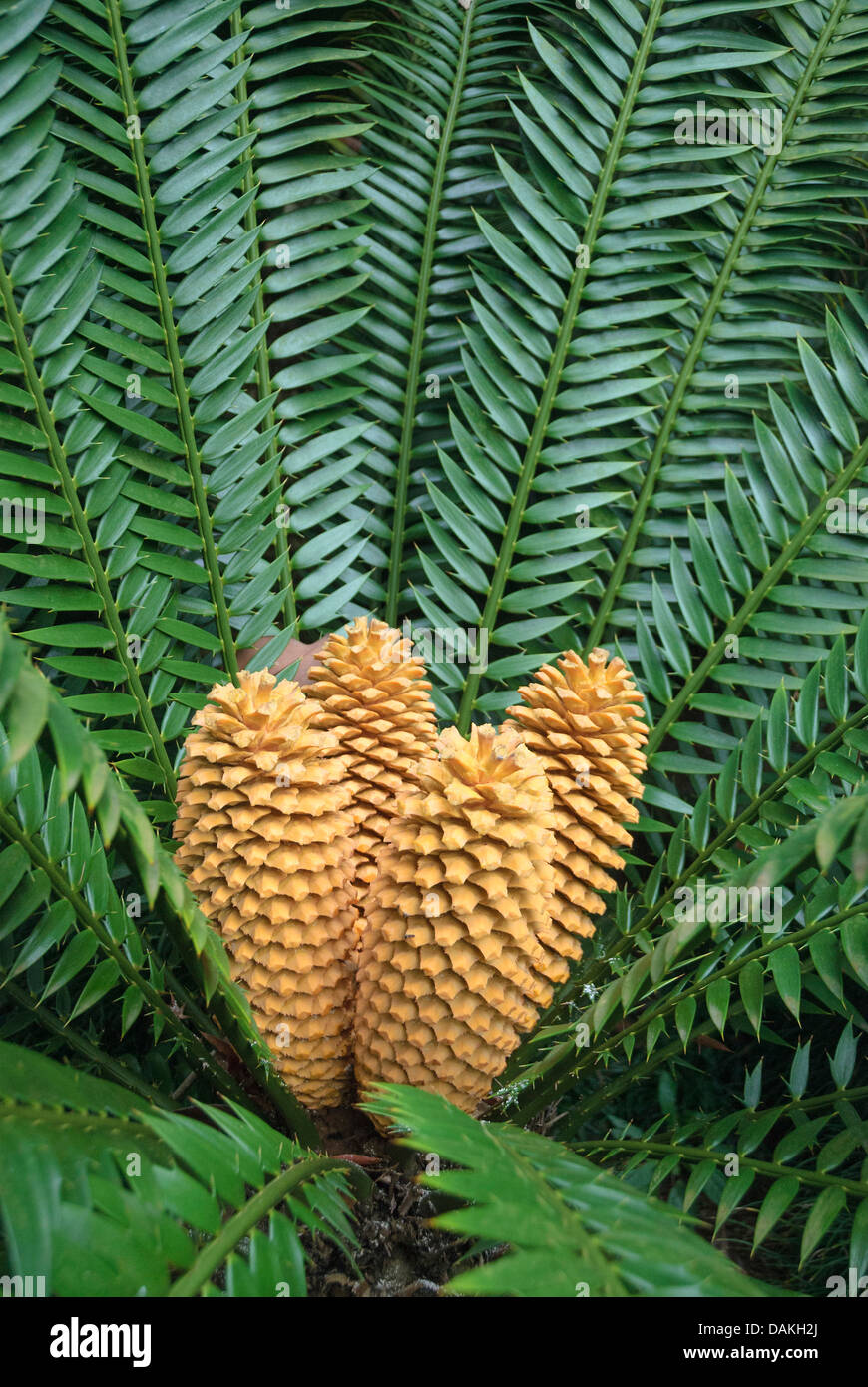 Cycas trees Banque de photographies et d’images à haute résolution - Alamy