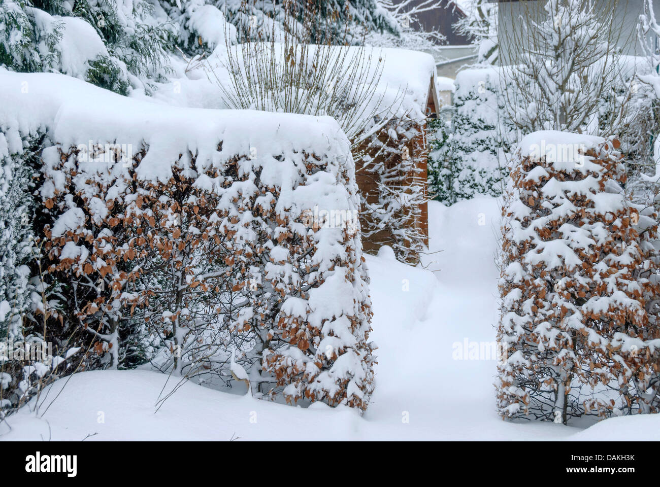 Le hêtre commun (Fagus sylvatica), neige-couvertes hêtre haie, Allemagne, Saxe Banque D'Images