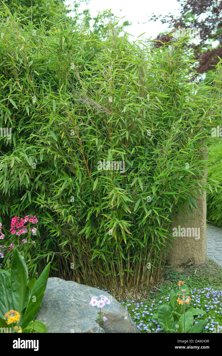 Bambou fargesia murielae jardin ("jumbo", le fargesia murielae Jumbo), le cultivar Jumbo, Pays-Bas Banque D'Images