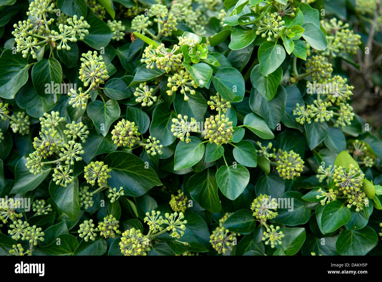 Le lierre (Hedera helix ''Arbori compact', Hedera helix'Arbori Compact), le cultivar Compact'Arbori Banque D'Images