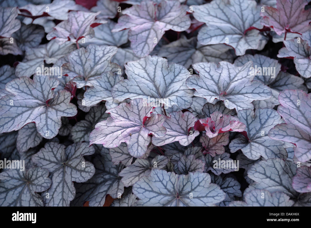 Heuchère (Heuchera 'Smotifs King', Heuchera Seasons King), le cultivar Roi Saisons Banque D'Images