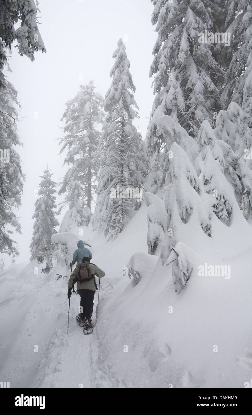 Raquette dans la neige-couvertes de forêts coniverous, Allemagne, Bade-Wurtemberg, Hornisgrinde Banque D'Images