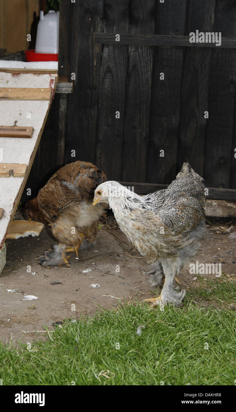 Brahma poulets à la recherche de nourriture en jardin Gallus gallus domesticus Banque D'Images