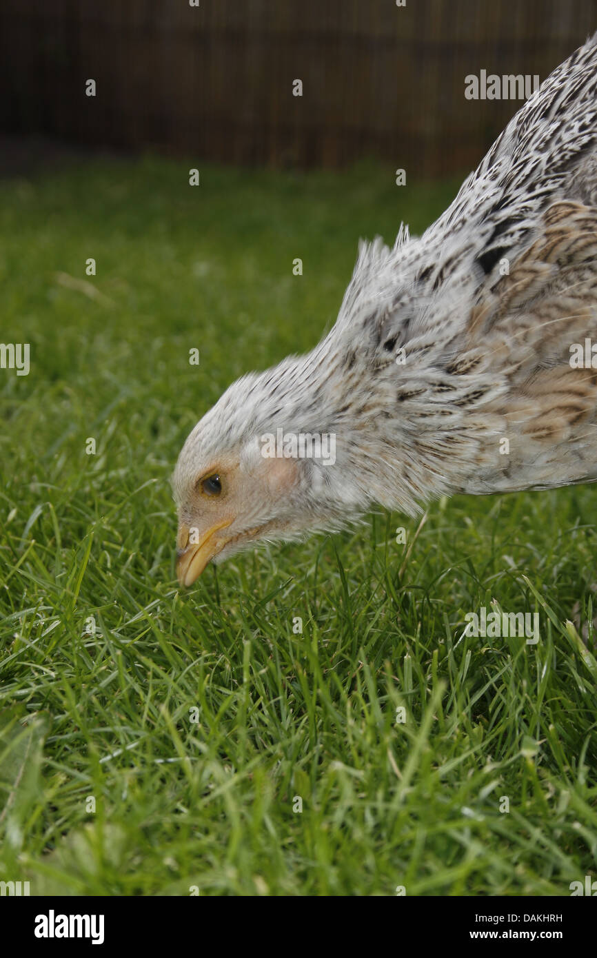 Poulet Brahma à la recherche de nourriture en jardin Gallus gallus domesticus Banque D'Images
