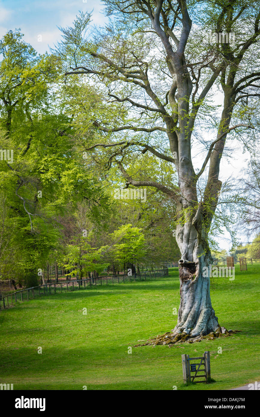 Un vieil arbre dans le jardin du Palais de Blenheim, Woodstock, Oxfordshire, Royaume-Uni Banque D'Images