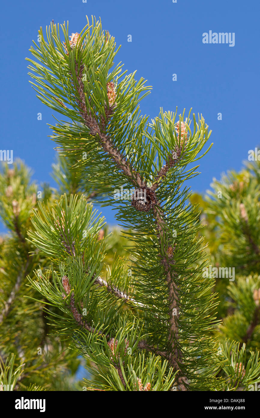 Le pin mugo, pin (Pinus mugo), branche avec cône, Allemagne Banque D'Images