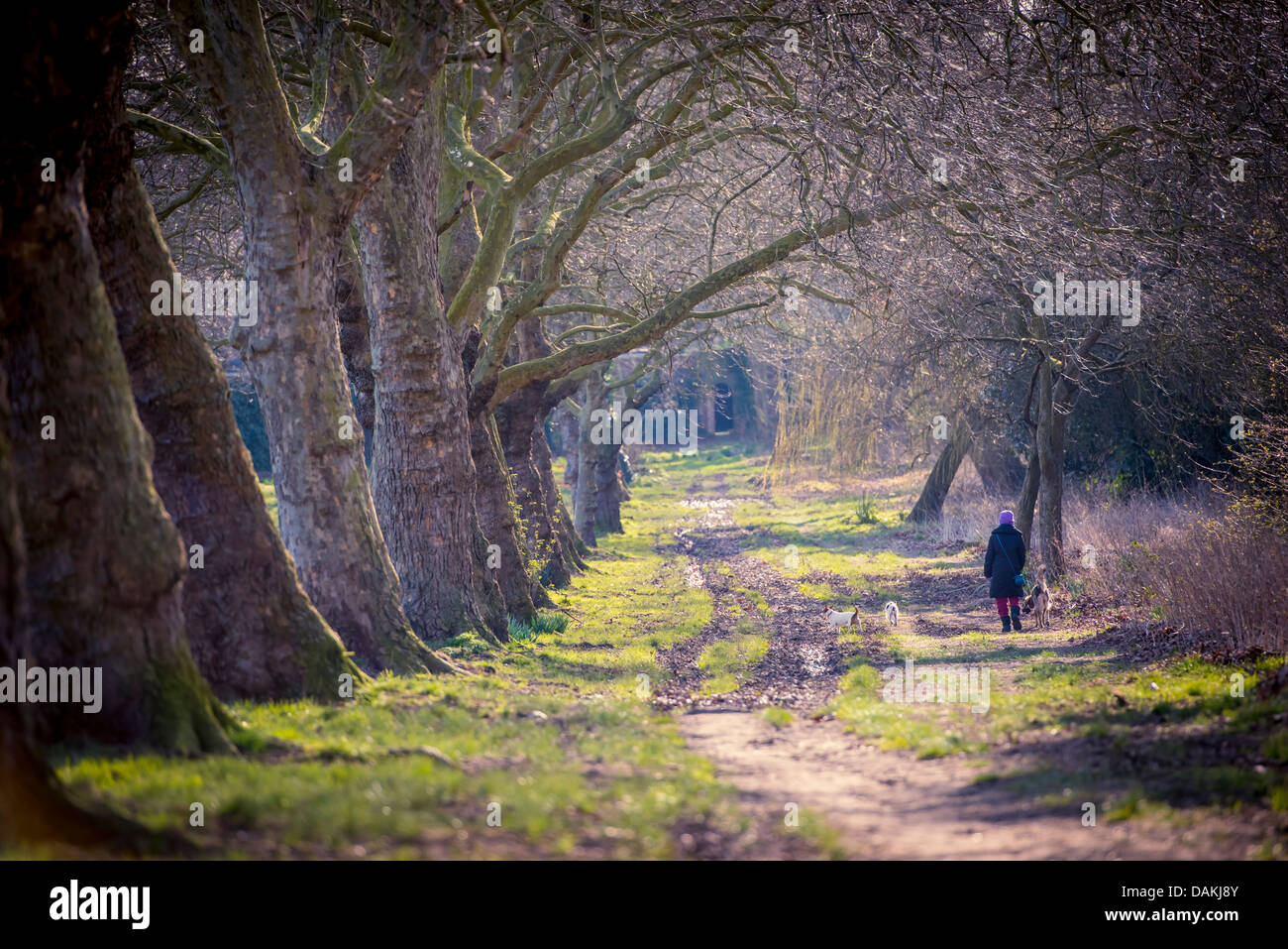 Une femme marche chiens sur Primrose Hill, Londres Banque D'Images