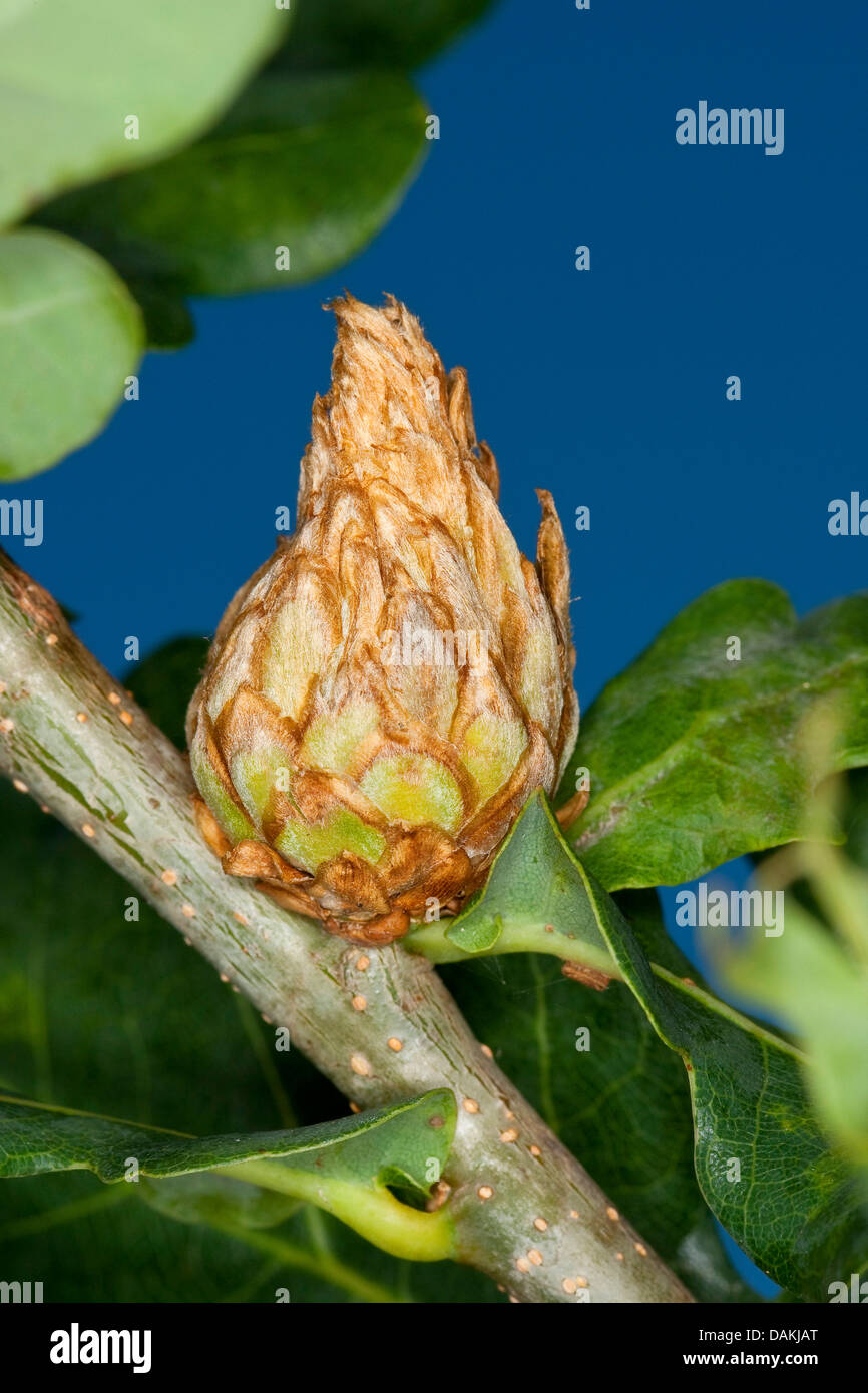 L'artichaut gall wasp, mélèze, cynips galle cône hop Andricus fecundator galle (wasp, Andricus foecundatrix), l'artichaut chêne gall, Allemagne Banque D'Images