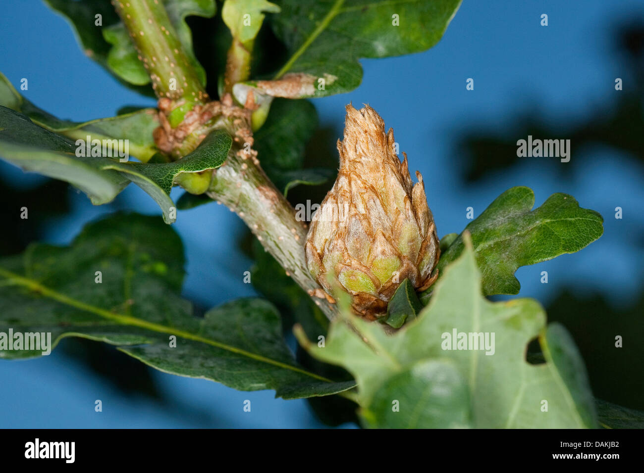 L'artichaut gall wasp, mélèze, cynips galle cône hop Andricus fecundator galle (wasp, Andricus foecundatrix), l'artichaut chêne gall, Allemagne Banque D'Images