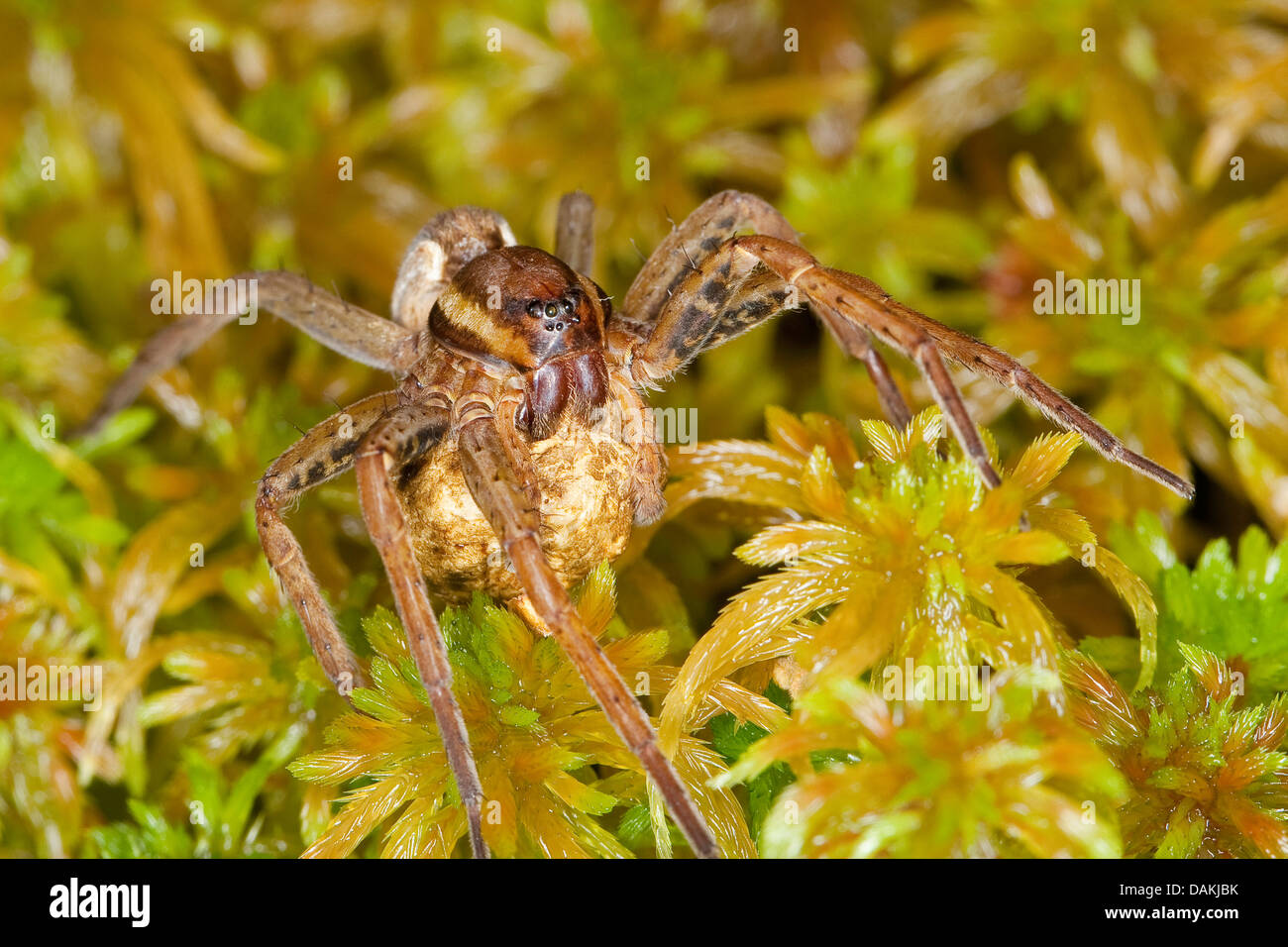 Fimbriate araignée Dolomedes fimbriatus (pêche), femalt avec cocoon sur mousse, Allemagne Banque D'Images