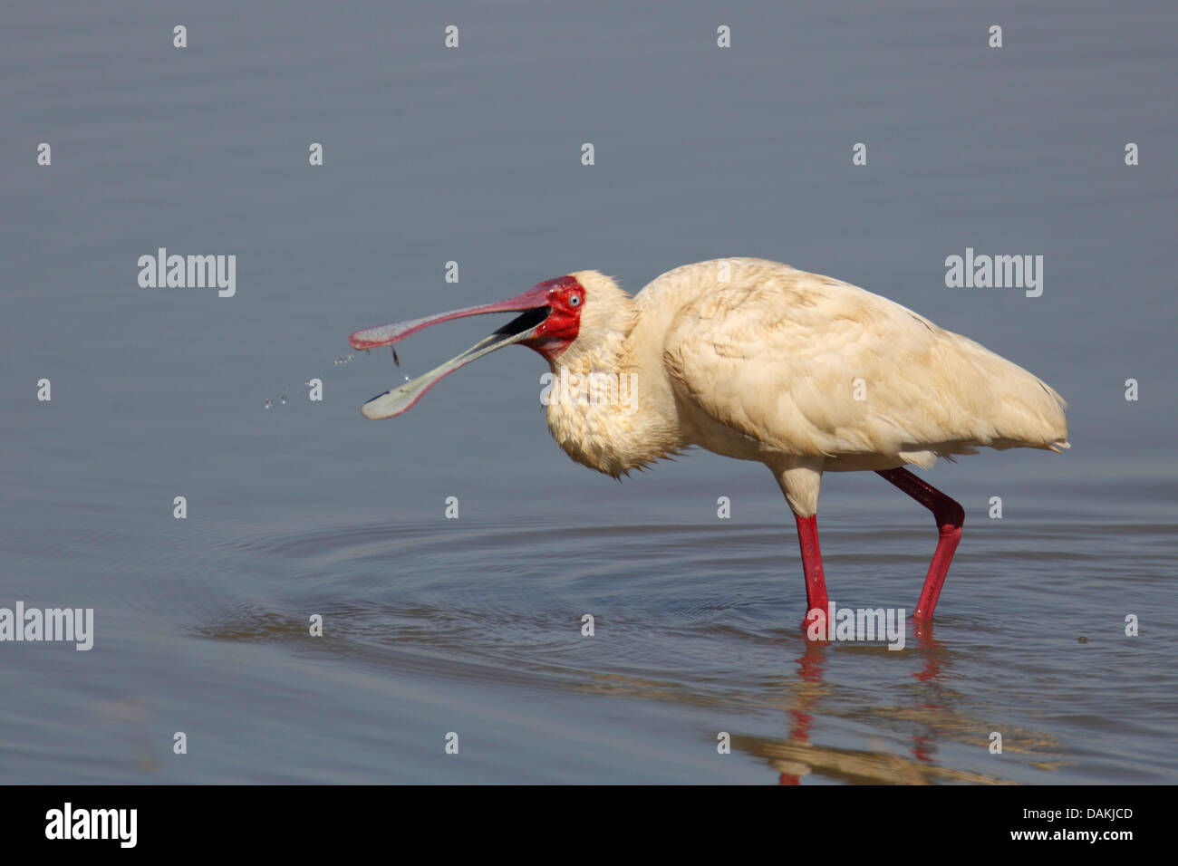 Spatule d'Afrique (Platalea alba), debout dans l'eau peu profonde et de manger un poisson, Afrique du Sud, Mkuzi Game Reserve Banque D'Images