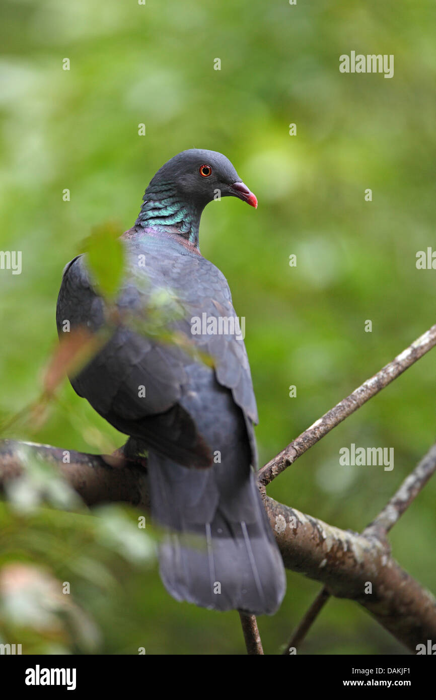 La bolle pigeon (Columba bollii), assis sur une branche, Canaries, La Palma Banque D'Images