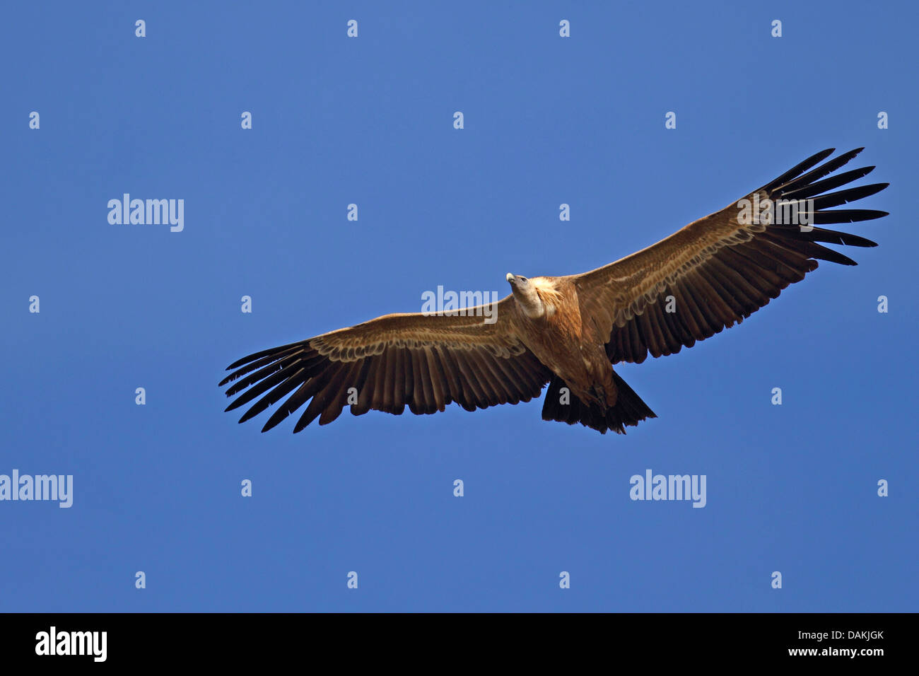 Vautour fauve (Gyps fulvus), les adultes en vol, l'Espagne, l'Estrémadure Banque D'Images