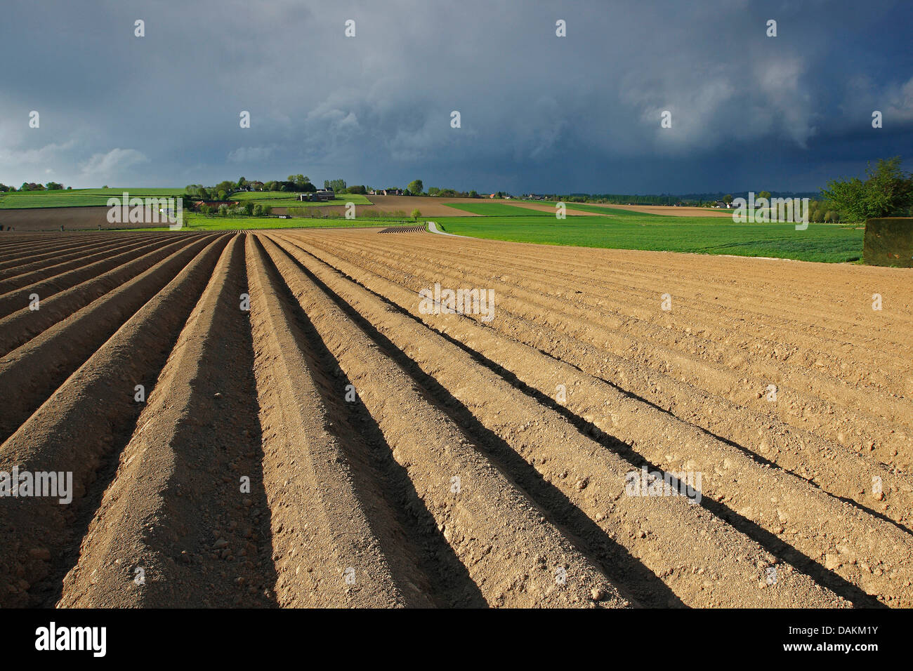 La pomme de terre (Solanum tuberosum), champ de pommes de terre, Belgique Banque D'Images