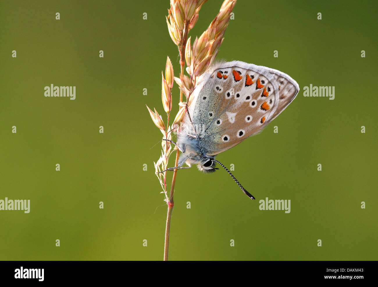 Blue (Polyommatus icarus commun), à la floraison de l'herbe, Belgique Banque D'Images