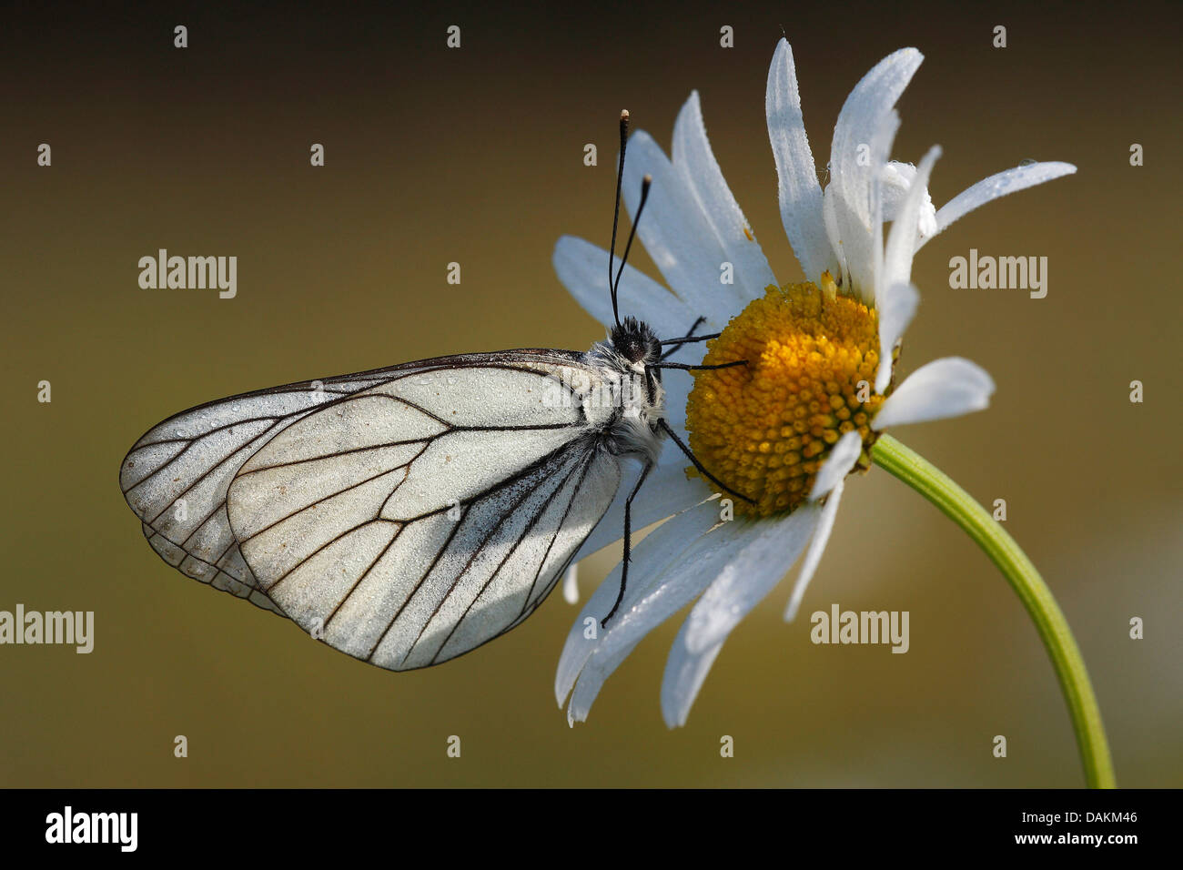 Blanc veiné noir (Aporia crataegi), sur une marguerite, Belgique Banque D'Images